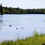 <p align=left>Dès notre arrivée, la petite famille de canards noirs sont venus nous souhaiter la bienvenue.